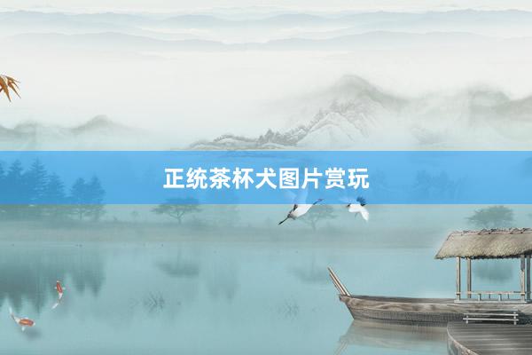 正统茶杯犬图片赏玩